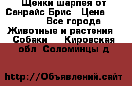Щенки шарпея от Санрайс Брис › Цена ­ 30 000 - Все города Животные и растения » Собаки   . Кировская обл.,Соломинцы д.